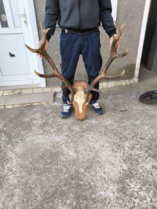 Трофей, рога от елен
