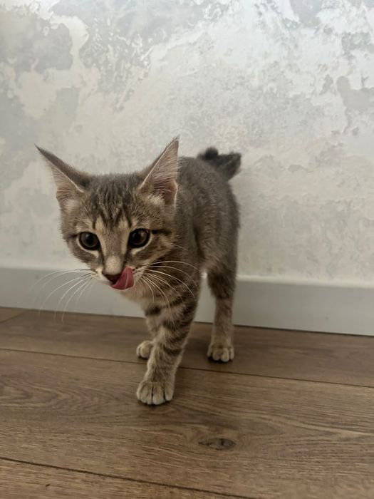 Отдам котенка бесплатно