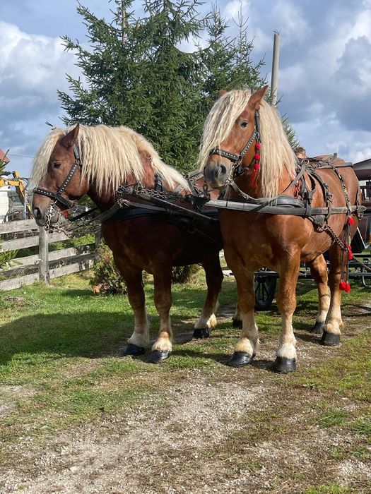 Vind armăsar de fitero