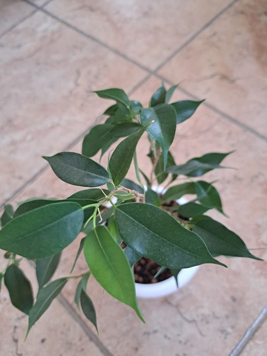 Фикусы Бенджамин