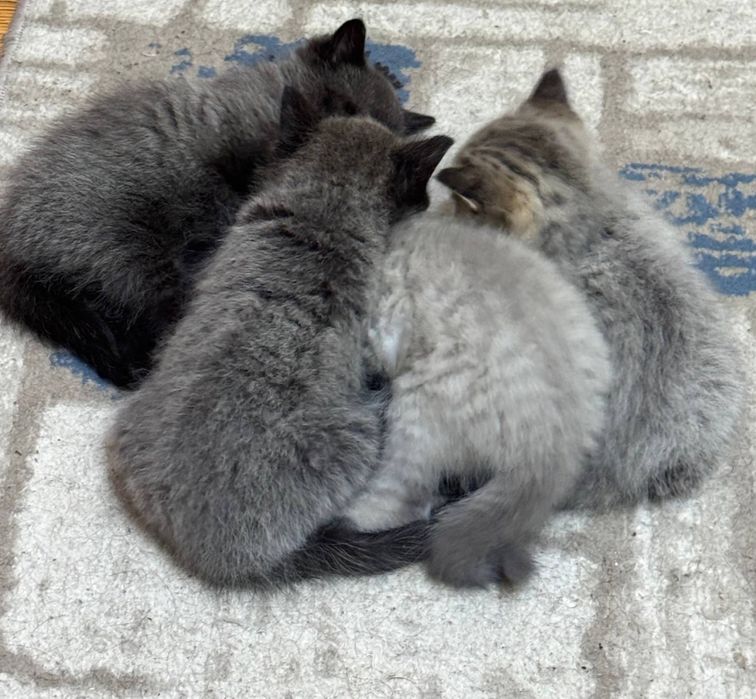 Британские котята (голубая мама, папа серебристая шиншилла)