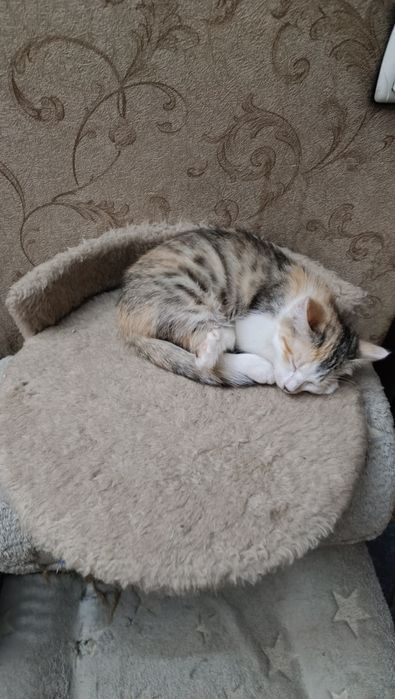Кошечки в добрые руки