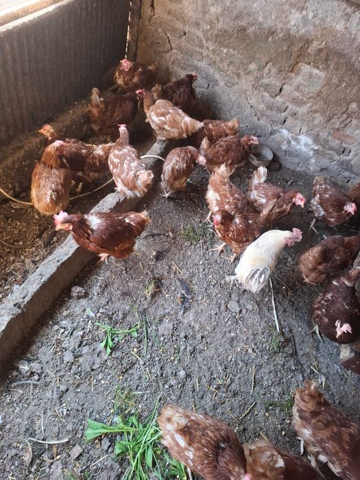 Кокошки носачки ломан браун