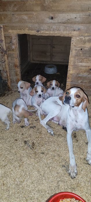 Продается щенки поинтнра