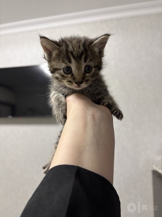 Отдам Котят в добрые руки