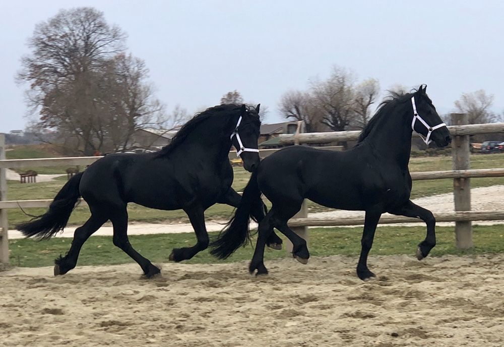 TOP Friesian armăsari Friesieni