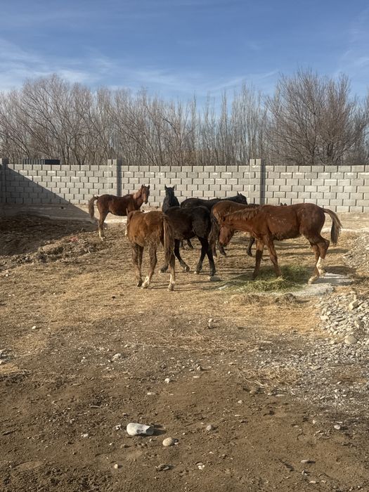 Жабағы сатылады  7бас