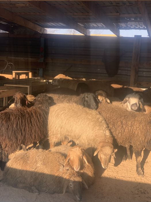 Қой-тоқты,Бараны и овцы