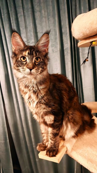 Fetiță Maine Coon cu pedigree