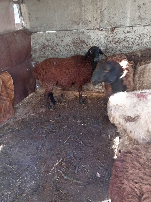 Продам жирных маток и кошкар