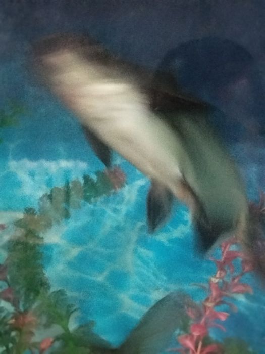 Мирни акула 35 см.Коя  30 см сотилади