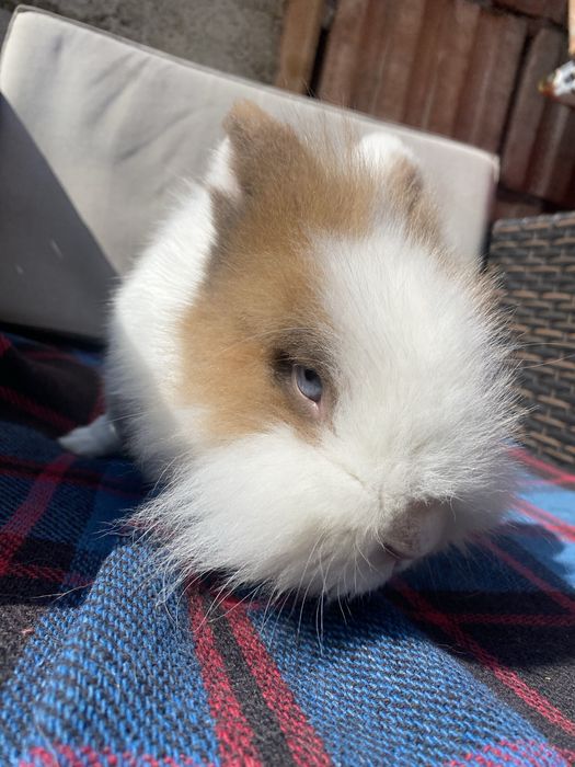 Vand iepure cap de leu