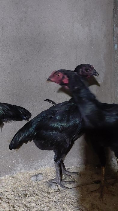 Две Куры дакан на продаже