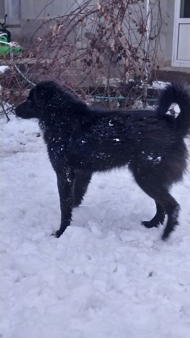 Кучук  соглом яхши бокилган