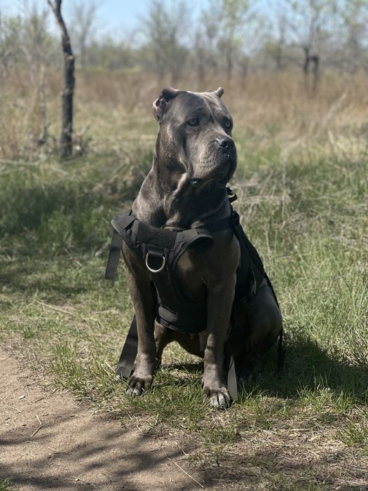 Щенки кане корсо