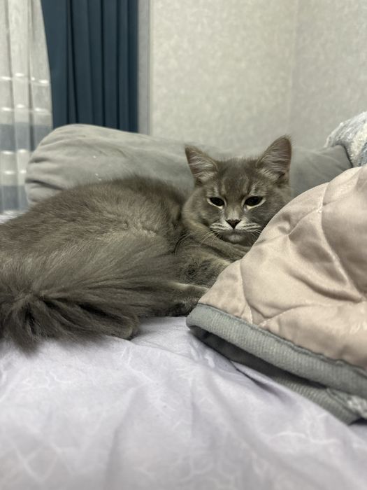 Кошка мальчик породы скоттиш Фолд