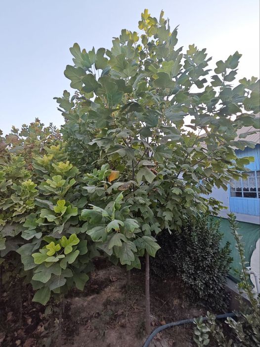 Тюльпанное дерево LOLA DARAXT