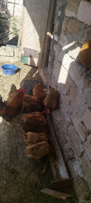 тауықтар кучинские