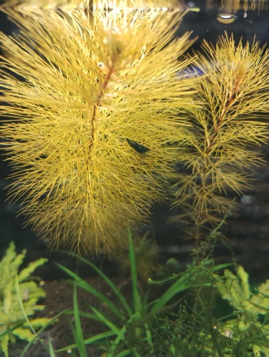 Plante de ornament acvariu bucephalandra