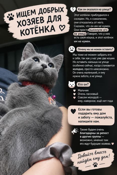 котик ищет любящий дом!