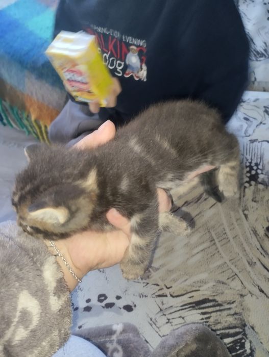Продам майкунов котят