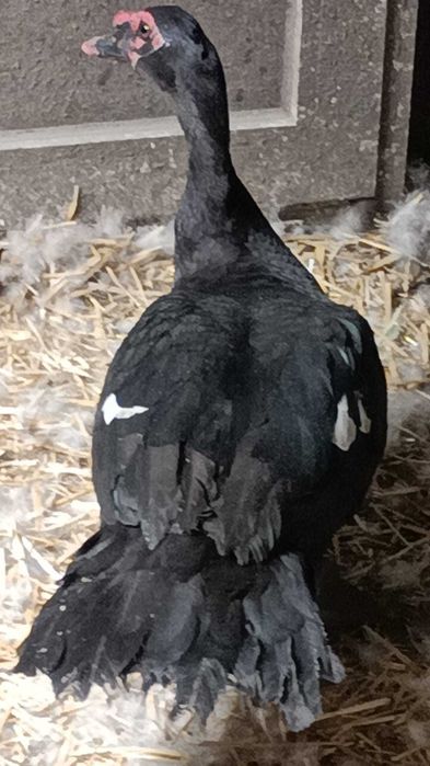 rate moscovit ciocolata ,negru salbatic