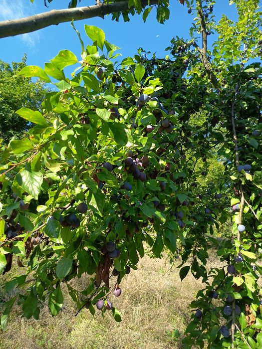 Vand Prune grase