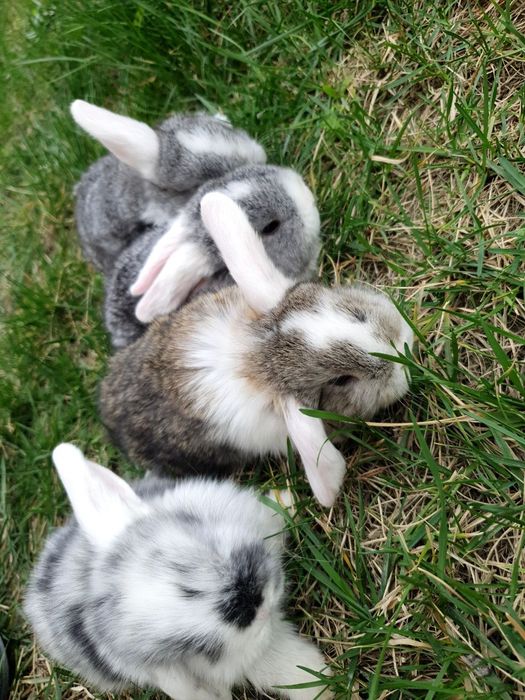 Zotdor quyonchalar sotiladi arzon narxlarda