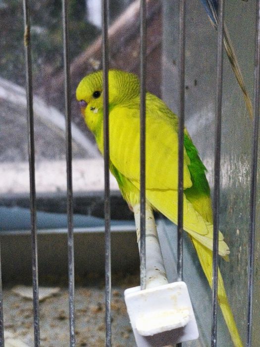 Vând papagali peruși
