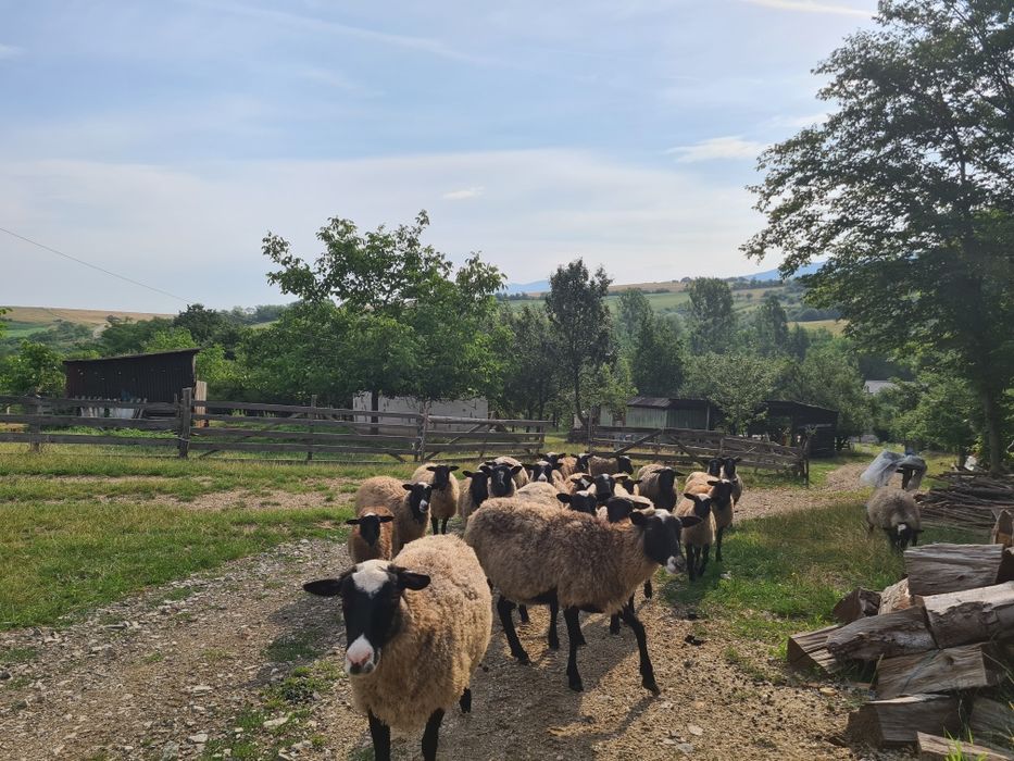 Oi romanov rasa pura