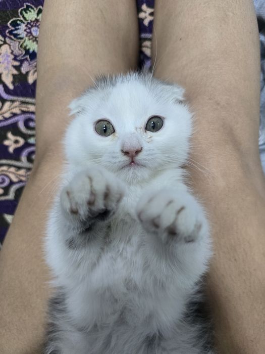 Продаётся котёнок скотиш фолд