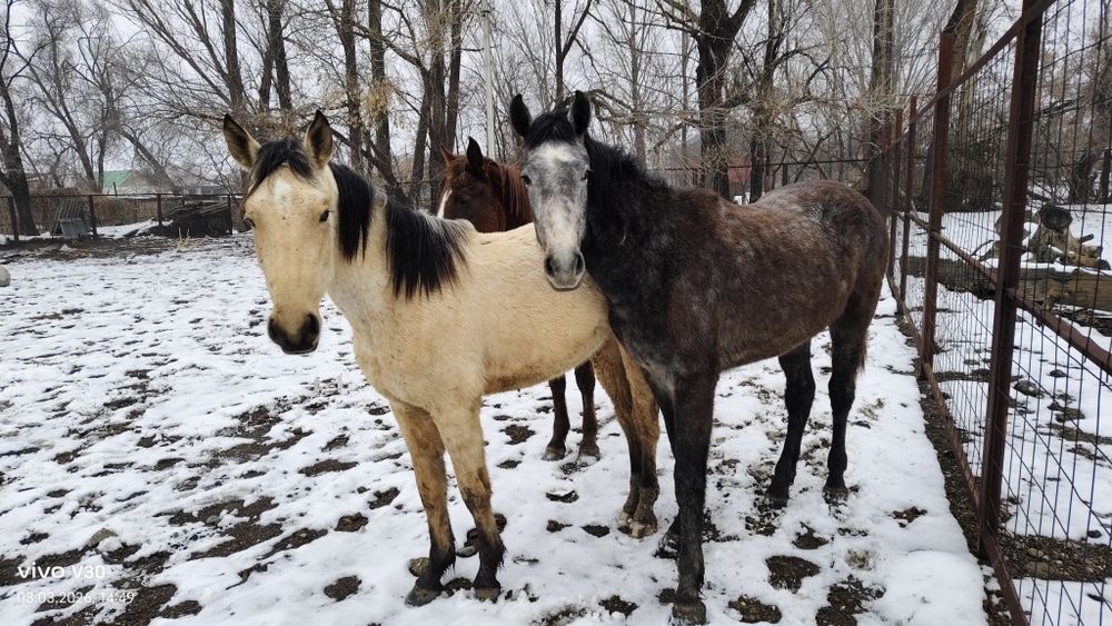 Продам молодые кобылки полутяги