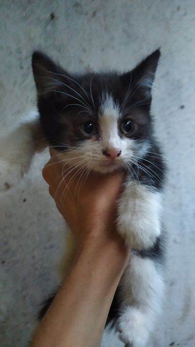 Пристраиваются котята.