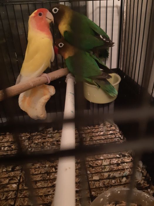 Папугай Неразлучка