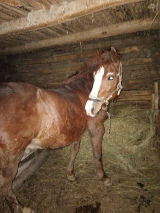 Vând cal în vârstă de 9 ani,accept orice probă