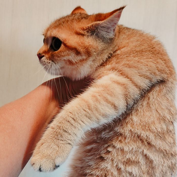 Золотая шиншилла девочка