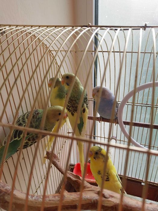 Papagali perusi mai multe culori tineret