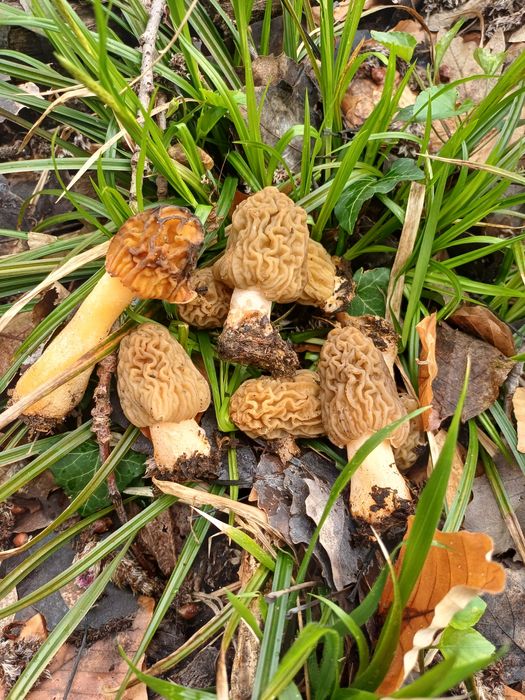 Zbarciogi de pădure