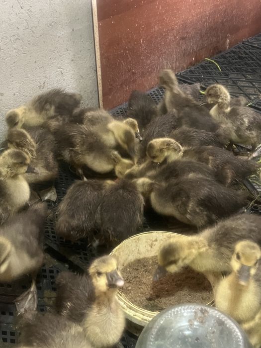 Қаз балапандары 15 күндік