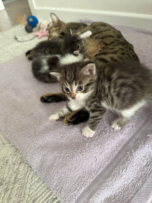 Отдам кошку с котятами