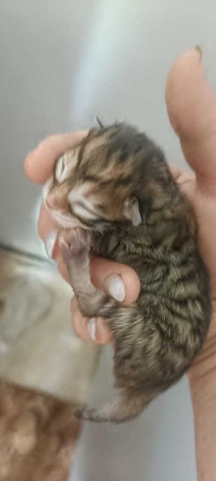 Отдам котят в добрые руки!