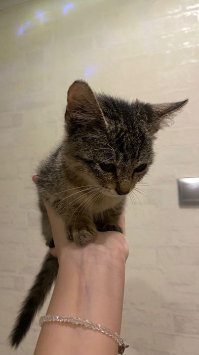 Котенок мальчик маленький