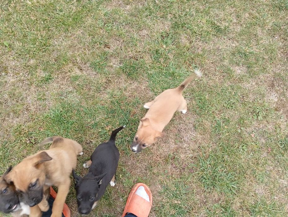Donez pui cățel belgian cu doberman