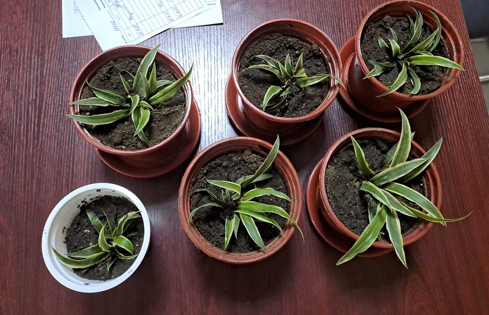 Хлорофитум в маленьких горшочках