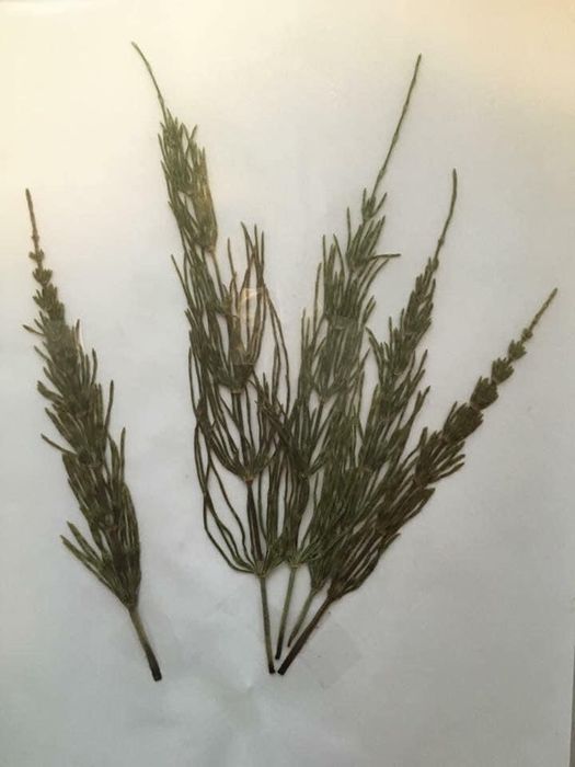 Ierbar plante medicinale