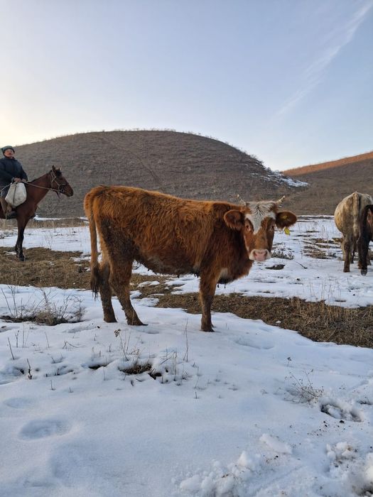 Коровы ( сиыр) продам