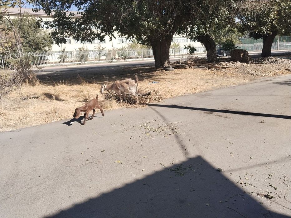 Bedal sotiladi 3litr sut beradi