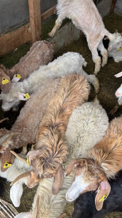 Шібіш Ешкілер сатылады