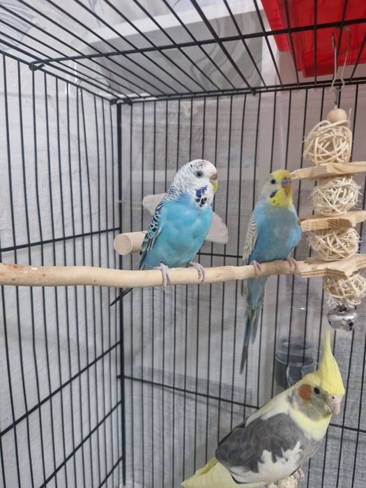 Продам попугайев