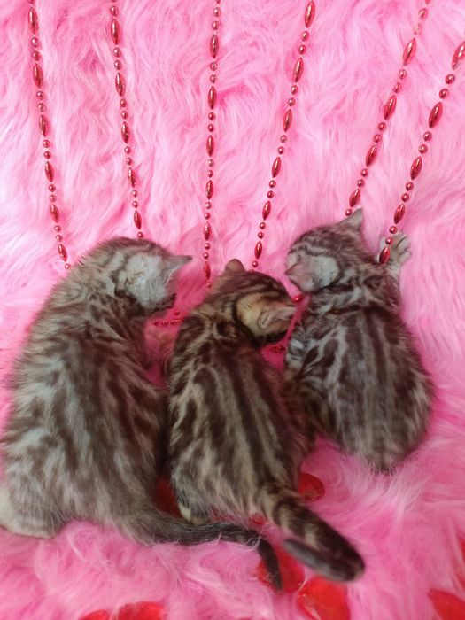 Продам бенгальских котят